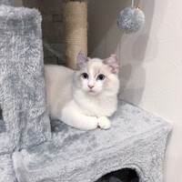 めろ