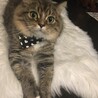 ぽん