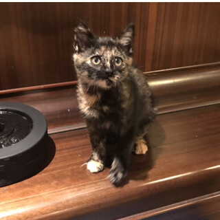 生後２ケ月のかわいいサビ猫です