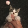 たろ