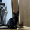 可愛い黒猫お留守番可