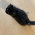 人懐っこい3ヶ月男の子です