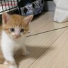 可愛い兄弟仔猫ちゃん サムネイル2