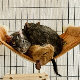 ♡美人デグー ♡2匹　1歳、2歳