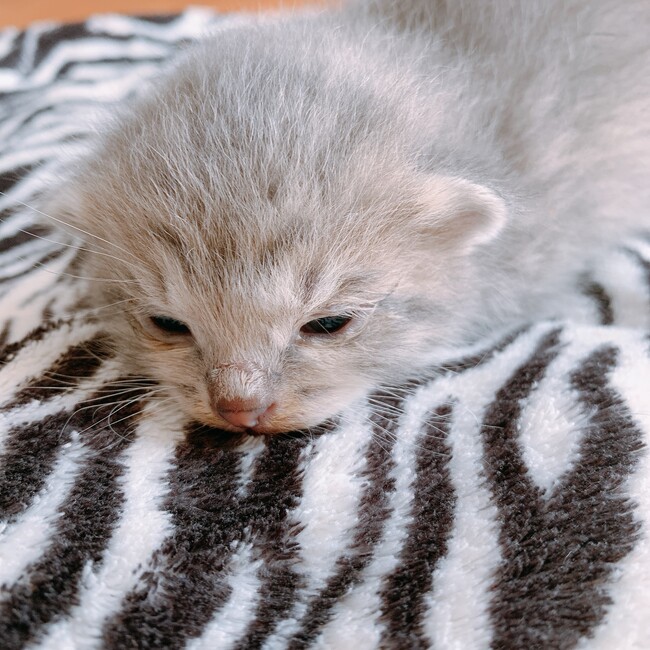 きょうこ。のカバー写真