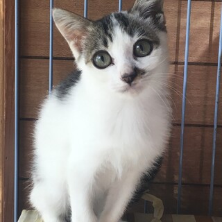 ぱっちりお目目の男の子　キジシロ