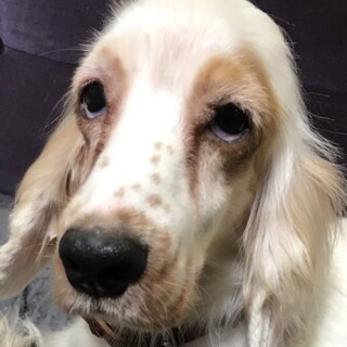 イングリッシュコッカースパニエルのあめちゃん