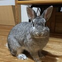 グレーのネザーランドドワーフです！