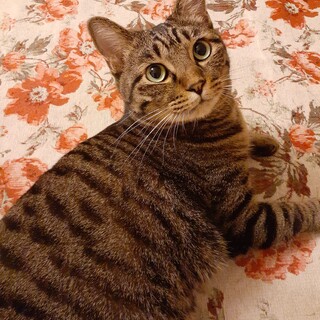 [5]　俺、まるこ