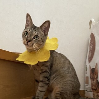 ぽっちゃりにゃん子です