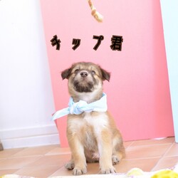 縁の会 犬猫譲渡会