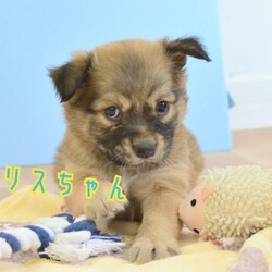 縁の会　犬猫譲渡会 サムネイル2