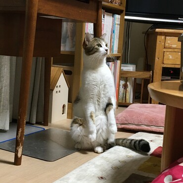 ミーヤキャット風　むぎ君
