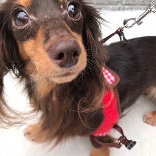 カニヘンダックス2018年5月3日生まれ