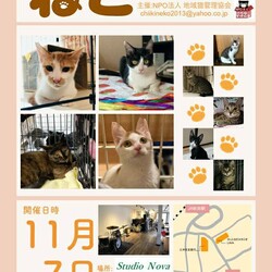 ねこ譲渡会@吹田