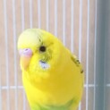 ひだまりさん〜なつこいインコ〜