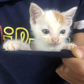 大至急！推定1ヶ月の三毛猫