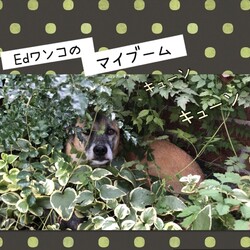 「Edワンコのマイブーム」サムネイル1