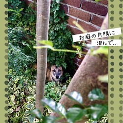 「Edワンコのマイブーム」サムネイル2