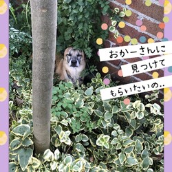 「Edワンコのマイブーム」サムネイル3