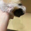 モルモット　メス