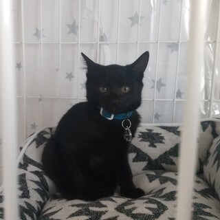 保護猫を迎えよう‼️No.79くん！