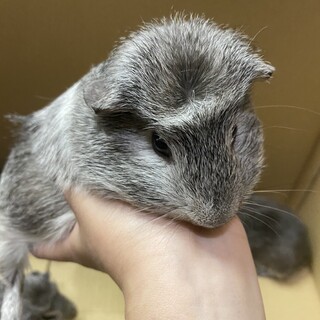 モルモット　オス