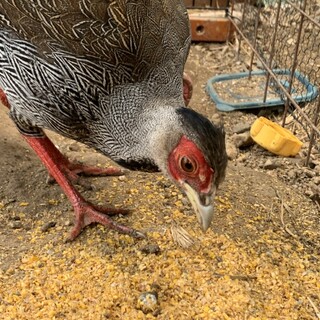 希少⁉︎ハッカンのヒナ‼︎綺麗なオス