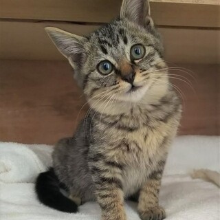 トライアル決定！穏やかなキジトラ君