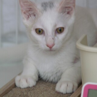 甘えん坊ｺﾝﾋﾞを一緒に迎えて下さい(ﾃｨｰﾊﾞ)