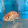 有難うございました サムネイル2