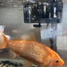 有難うございました サムネイル5