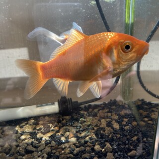 有難うございました