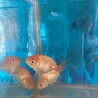 有難うございました サムネイル3