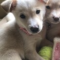里親様決定！ツミレくん★3ヶ月オス