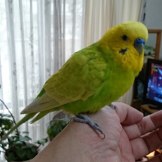 ★緊急★手乗り★オス★セキセイインコ★フルセット★