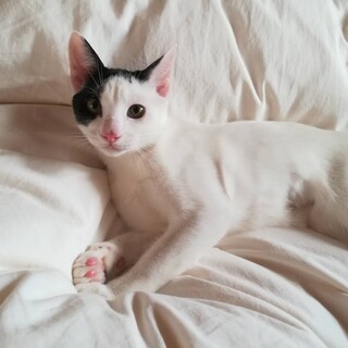 人が大好きすぎる！桜ちゃん・2020年5月末頃生