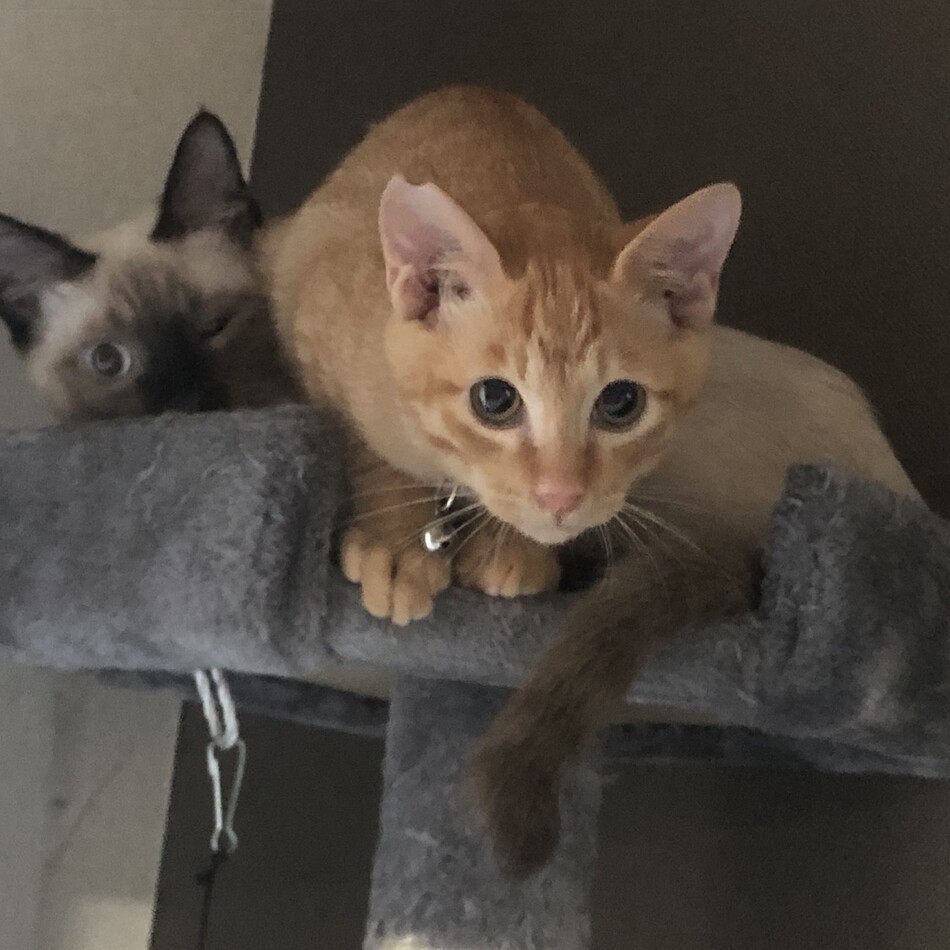 アポロのカバー写真