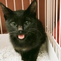 人間大好き！ゴロスリの2ヶ月くらい黒猫くん