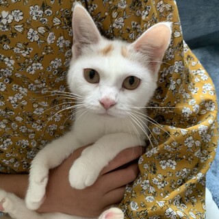 かわいいママニャン、シータ