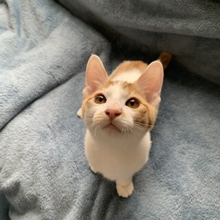 決まりました！！可愛いきょうだい猫、ポムくん