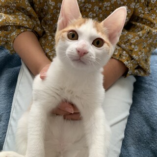 一時停止！！可愛いきょうだい猫、ルイくん