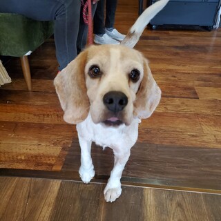 この子を助けてください。