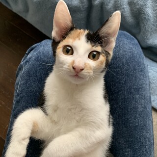決まりました！！可愛いきょうだい猫、キキちゃん