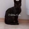 まん丸おめめの 美男子黒猫