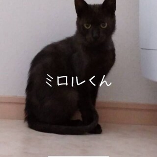 まん丸おめめの 美男子黒猫
