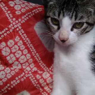 よろちくおねがいします（１）