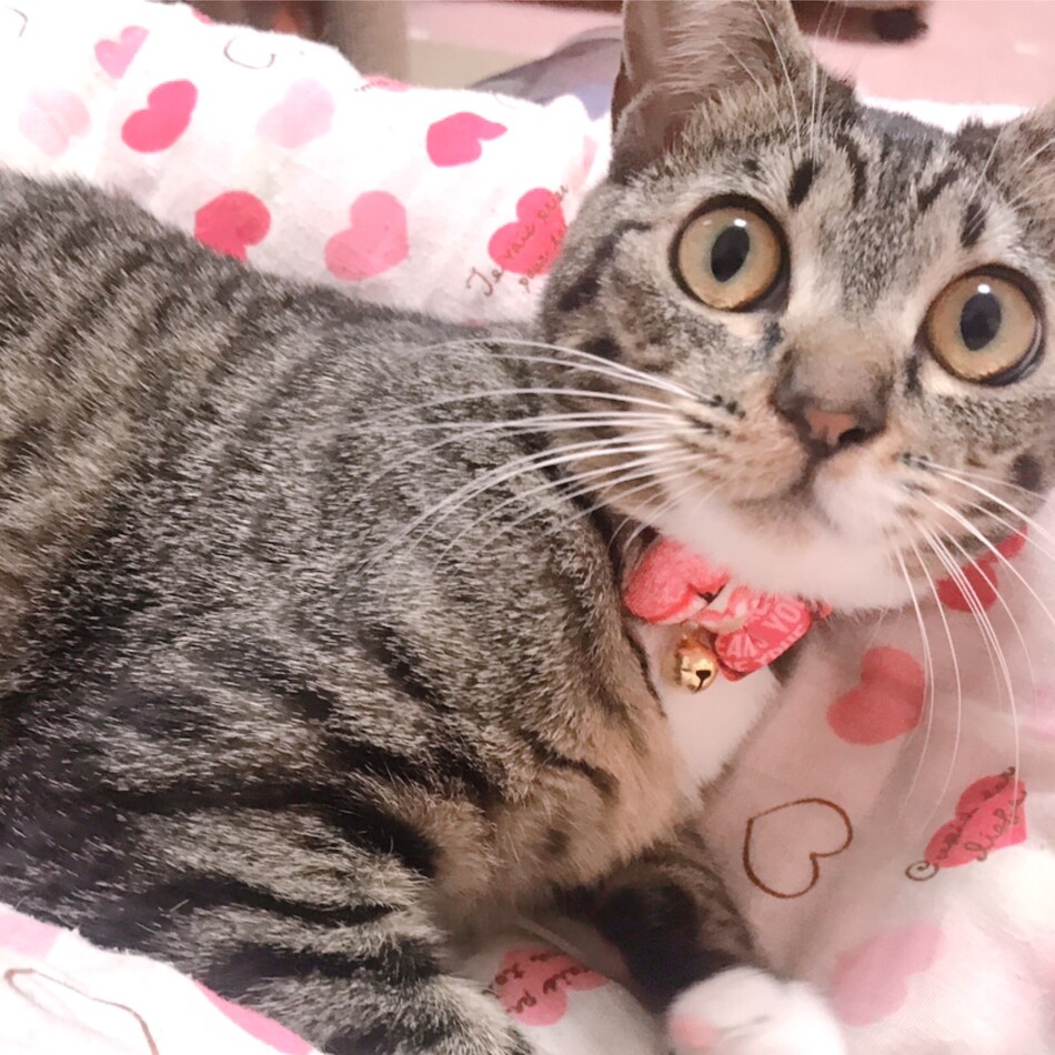 オペラのカバー写真