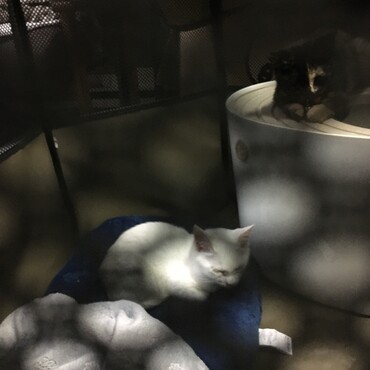 カナヲとむいむいのゲージに居座るしのぶたん笑
