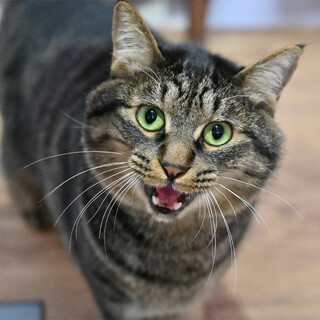 ラッキーボーイのキジトラくん